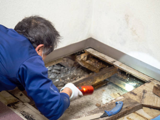 Best Post-Flood Mold Remediation in Humboldt, TN