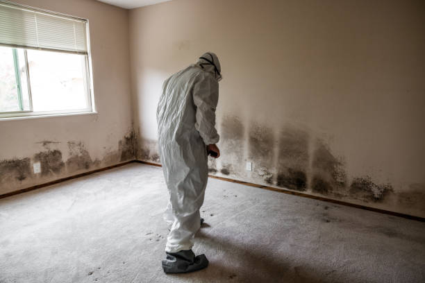 Best Commercial Mold Remediation in Humboldt, TN